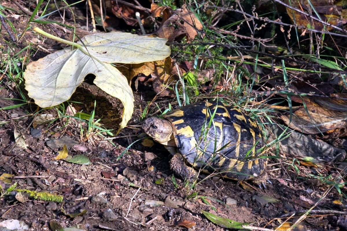 Les tortugues mediterrànies són herbívores Les tortugues mediterrànies són herbívores