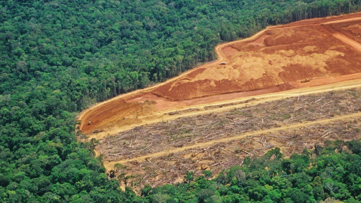 Desforestació per a bestiar