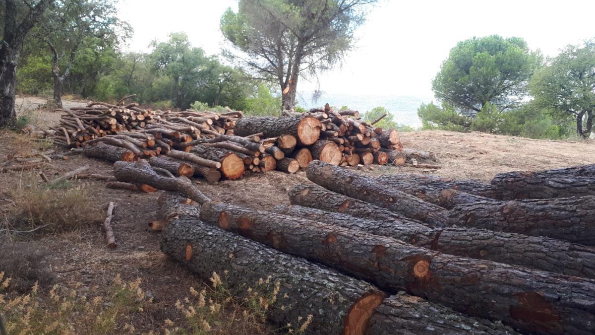 Medio Ambiente investiga una tala de árboles ilegal en la finca de la Alhondiguilla