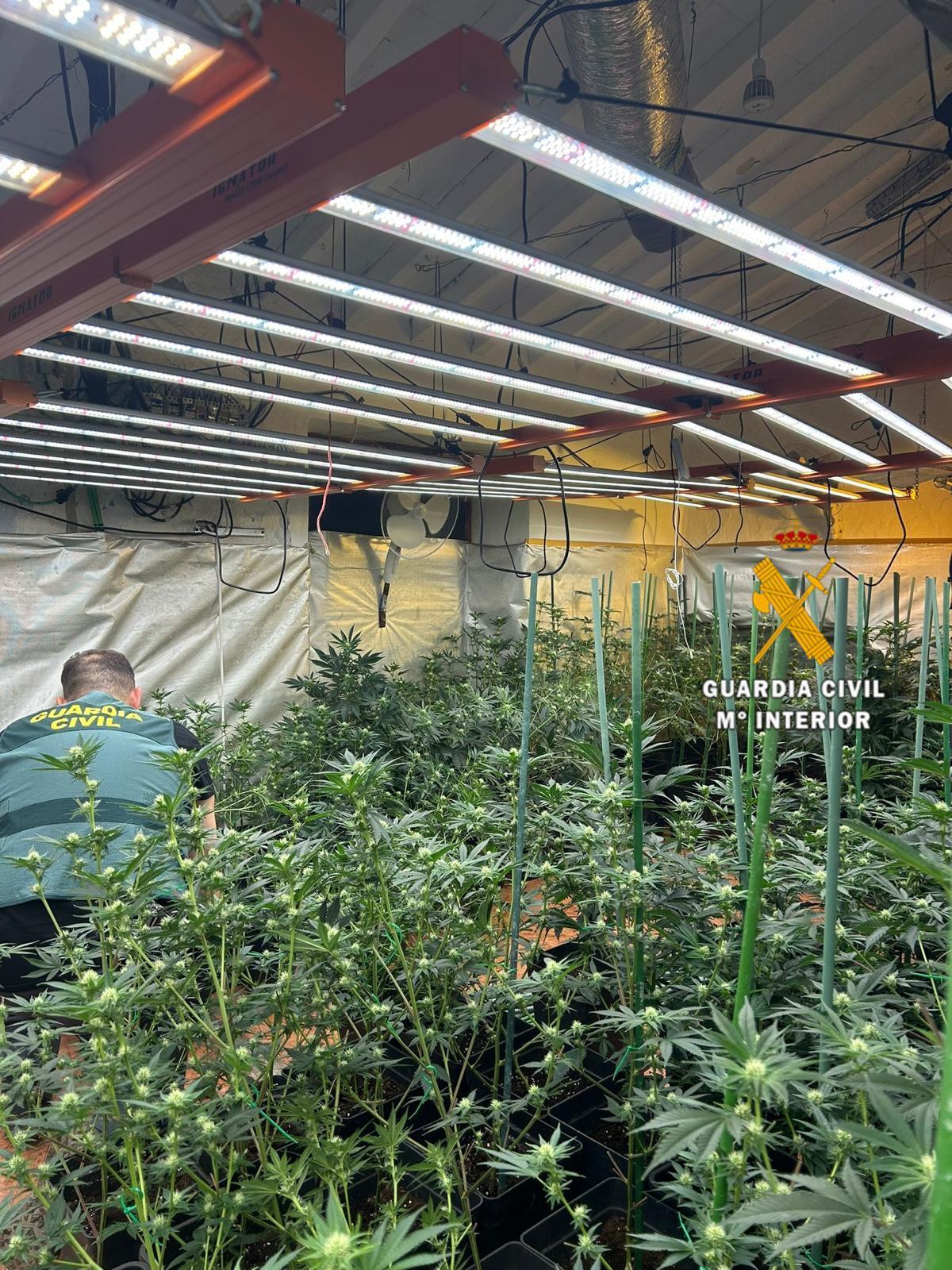 Un agente inspecciona el cultivo.