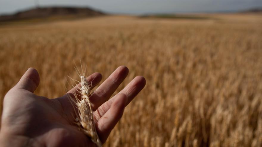 Lonja de Zamora: suspendida la cotización del cereal por el inicio de la cosecha