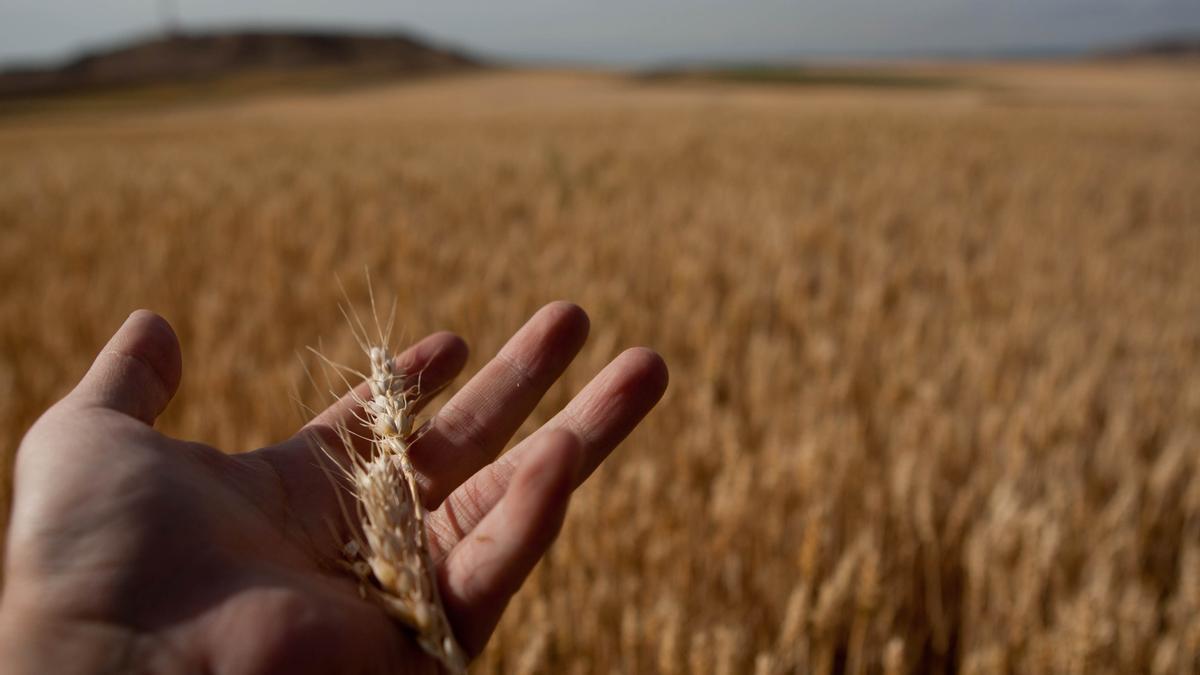 Tierra preparada para cosechar