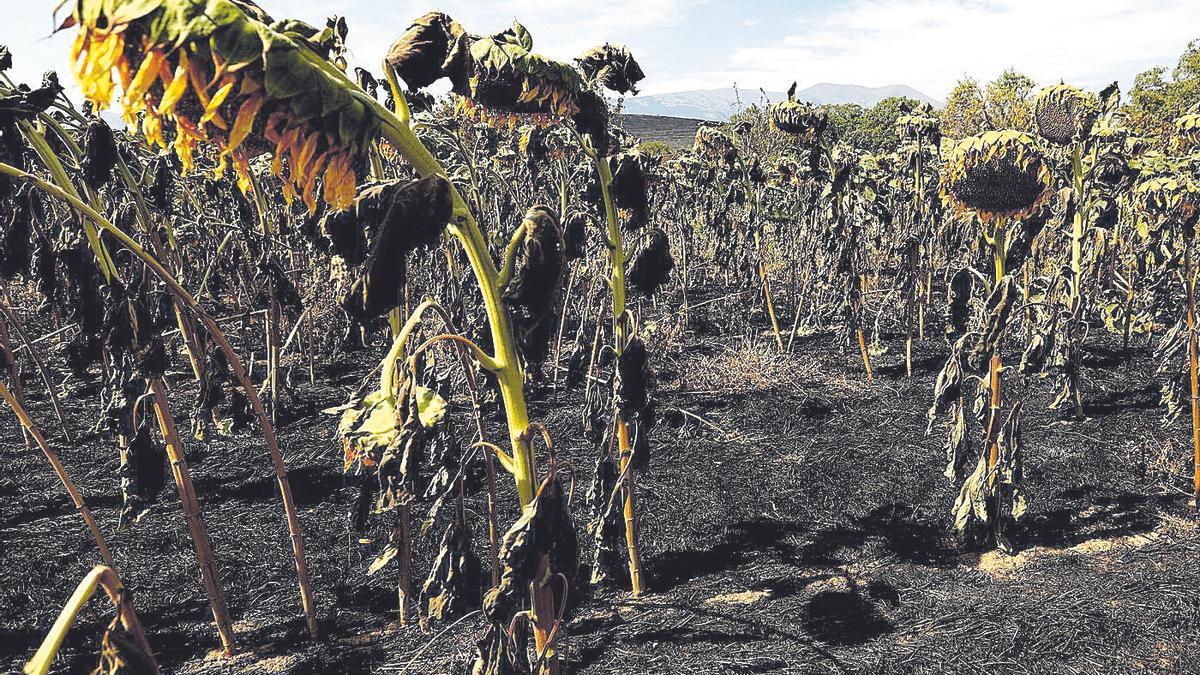 Un campo de girasoles, totalmente seco, tras el paso del incendio del Moncayo por Vera.