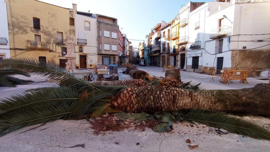 Este pueblo de Castellón sustituye viejas palmeras por olivos autóctonos
