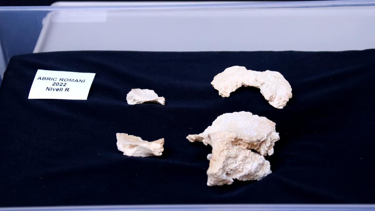 Restes de crani de neandertal desenterrades a l&#039;Abric Romaní