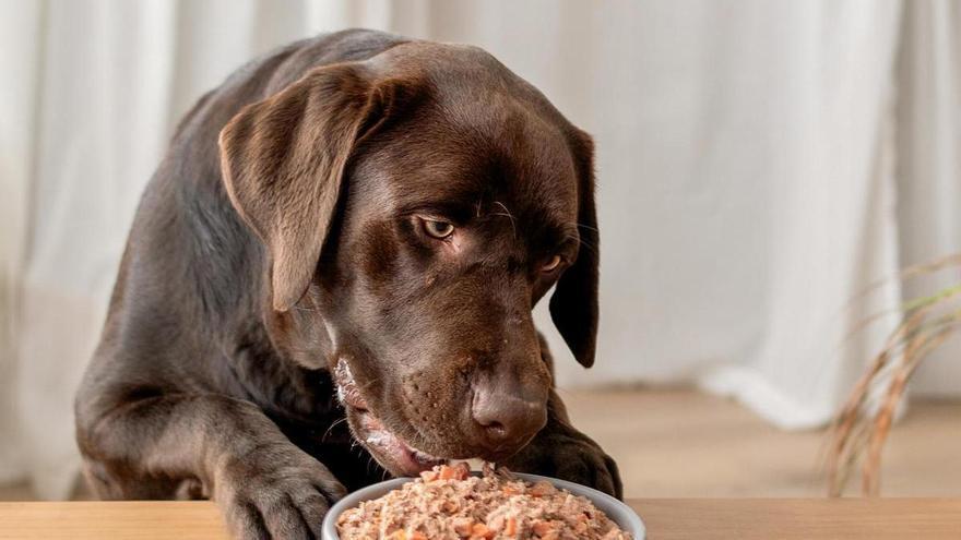 El sector de las mascotas factura 5.770 millones de euros en España, entre alimentación, veterinarios, guarderías, peluquerías y turismo 'pet-friendly'