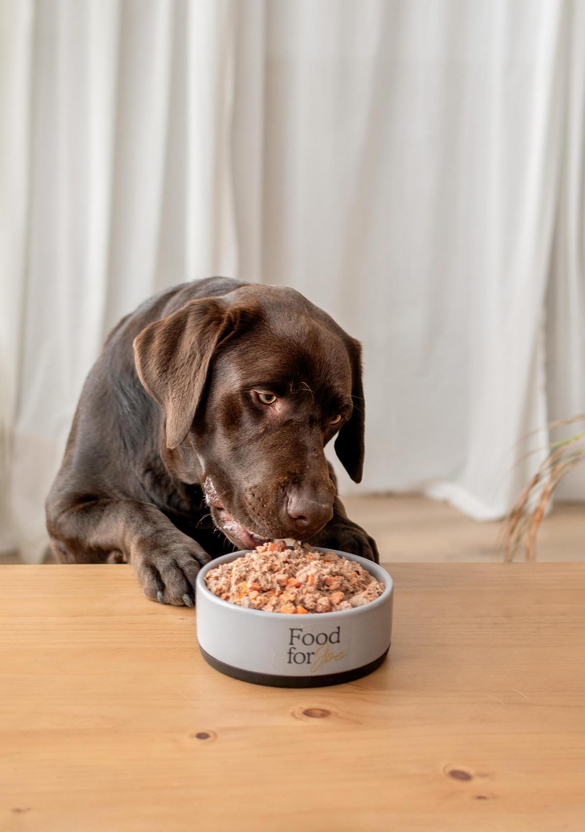 Imagen de un perro ante un cuenco de comida natural de Food for Joe.