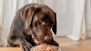 Imagen de un perro ante un cuenco de comida natural de Food for Joe.