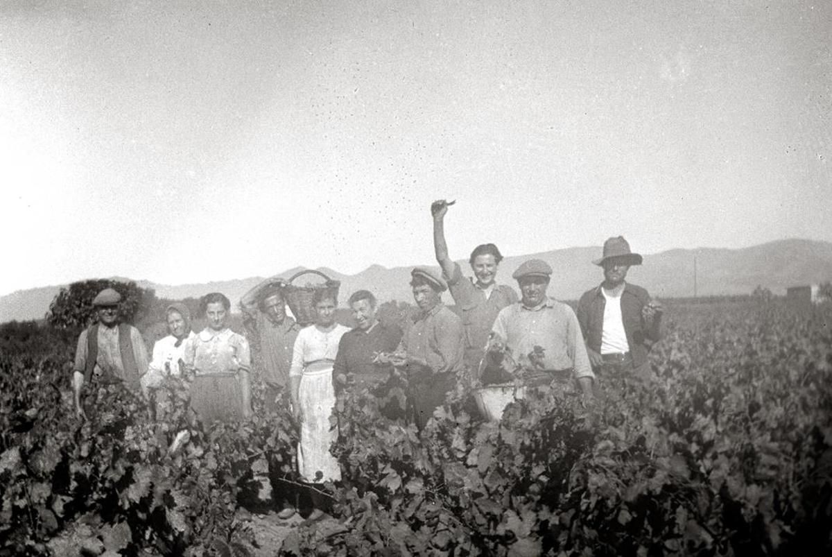 La verema l'any 1941, on apareixen l'oncle i l'avi de l'actual enòleg Joan Fabra.