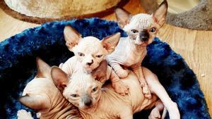 Cachorros de gatos Sphynx.