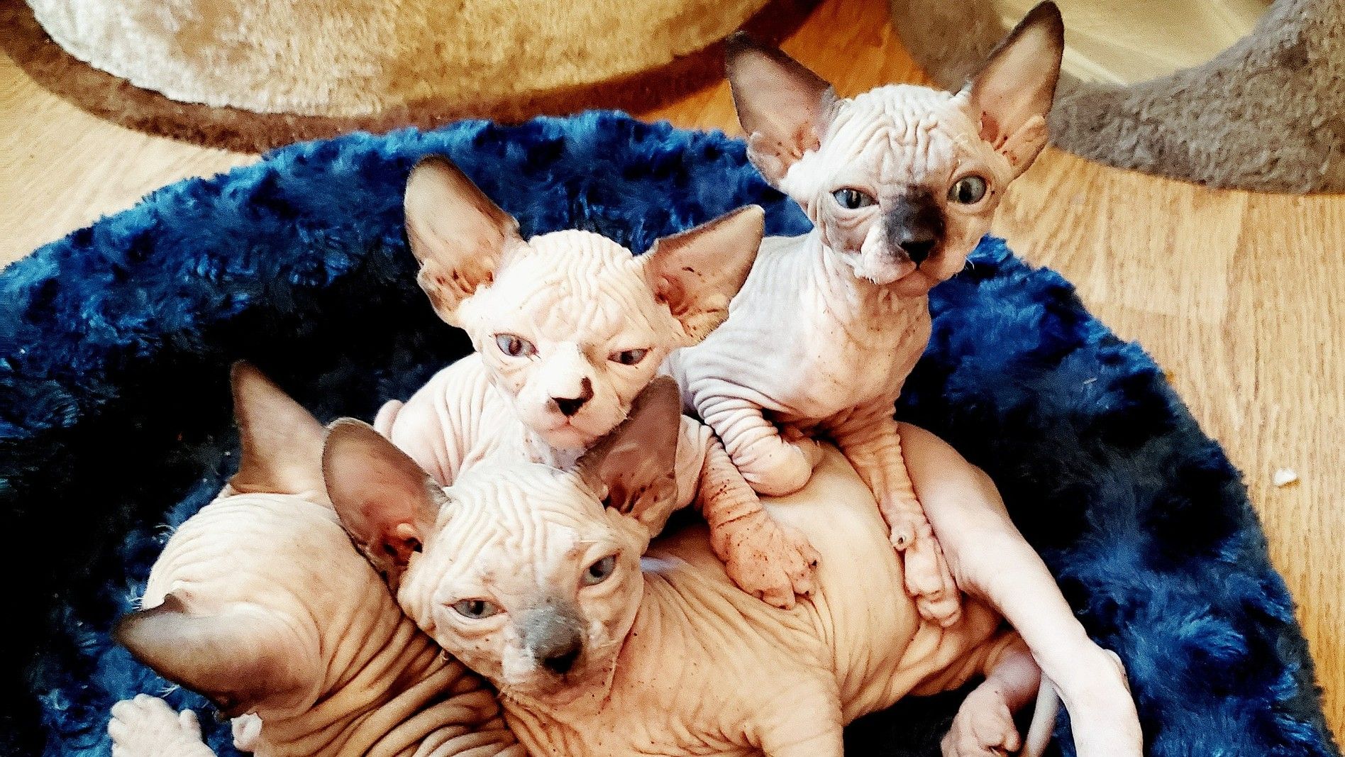 Cachorros de gatos Sphynx