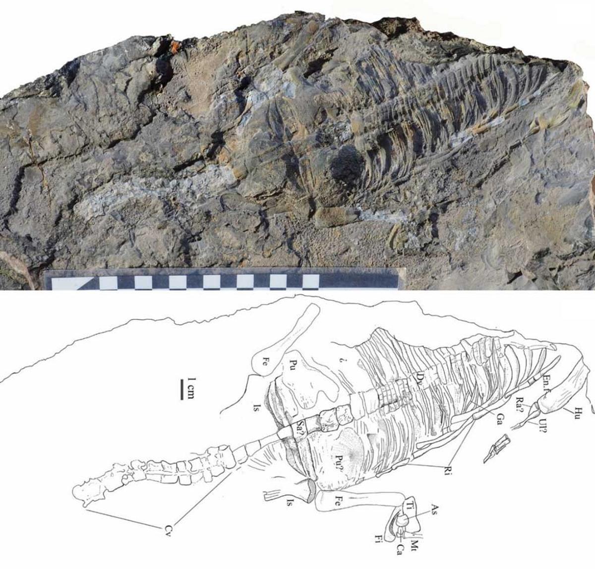 Restos del fósil del nothosaurus expuesto en el Museo Arqueológico de Cehegín.
