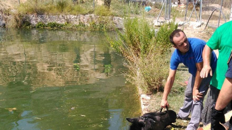 Imagen del caballo caído en la balsa de la zona del Xorrador