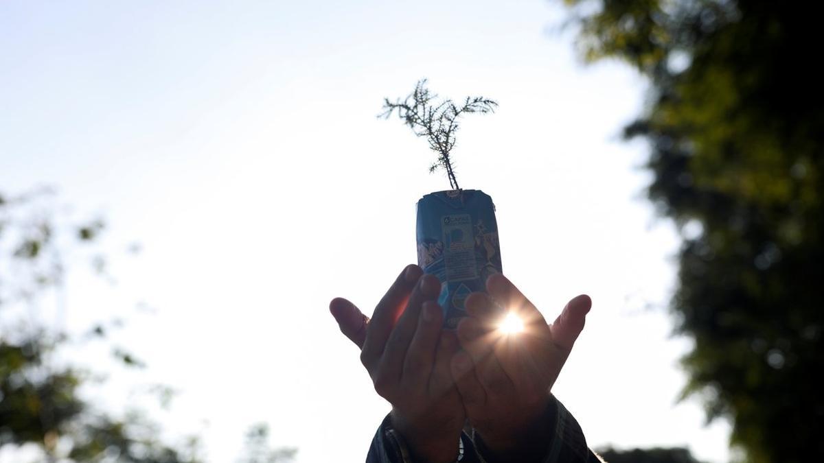 Una de las plantas del proyecto Agua na Caixa, en Brasil, que apuesta por la sostenibilidad del planeta.