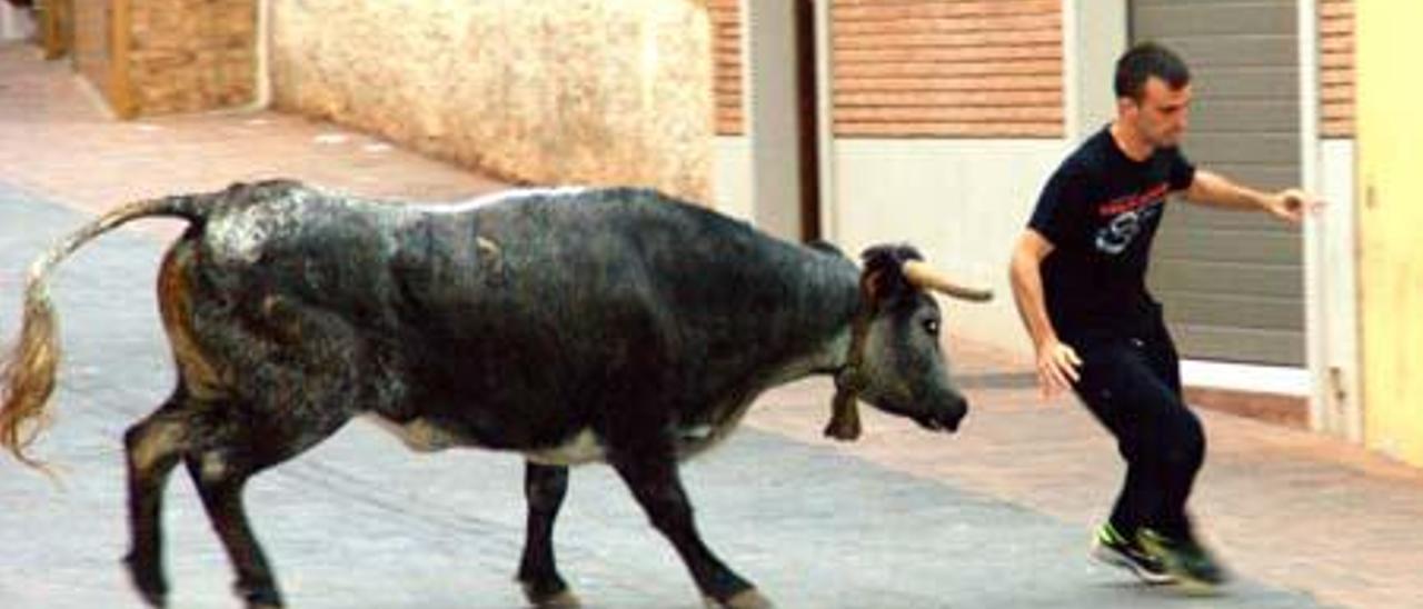 En El Puig de Santamaria, Edu con una de las vacas de Benavent.
