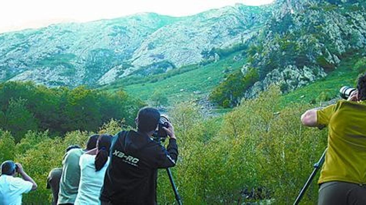 ESPECTÁCULO DE LA NATURALEZA 3Arriba, uno de los osos avistados recientemente en el valle de Aran. Sobre estas líneas, un grupo de observadores tratando de captar imágenes de estos animales.