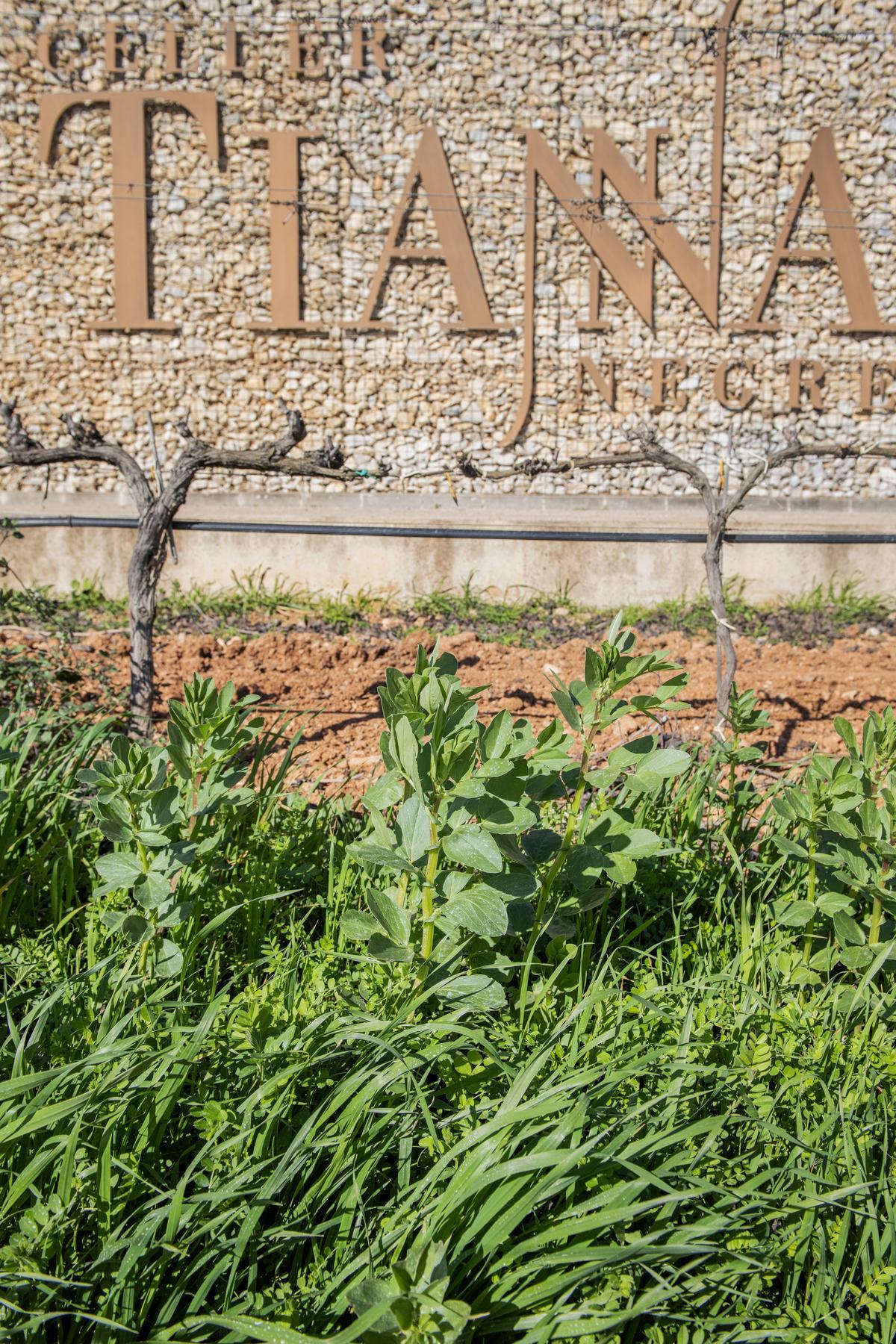 Un suelo con más materia orgánica retiene mejor la humedad, sufre menos con las altas temperaturas y responde mejor en momentos de estrés.