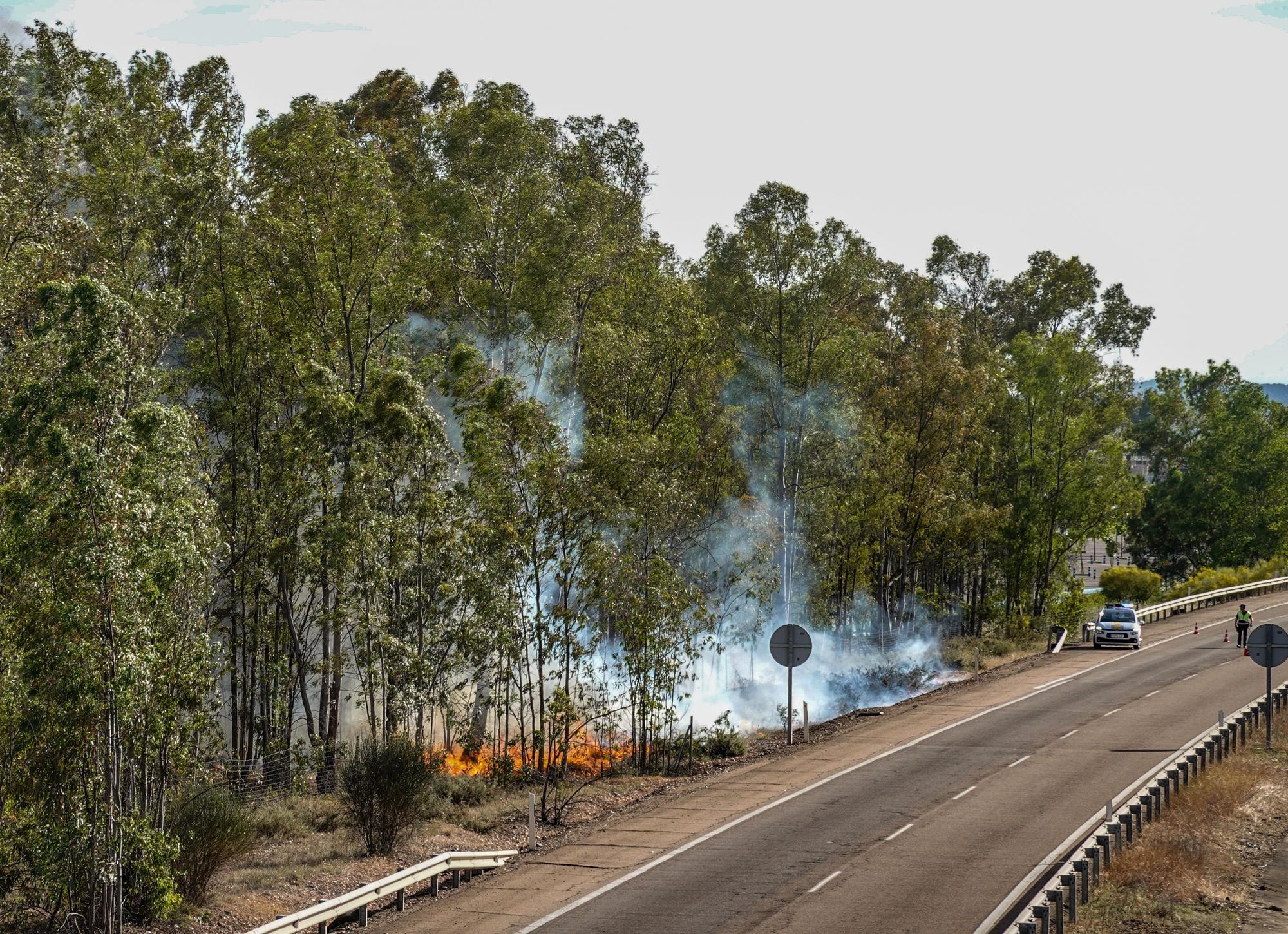 Incendio de un bosque de eucaliptos.