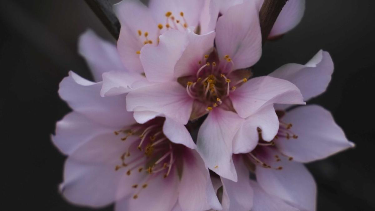 La fotografía ganadora del primer premio en la modalidad macro, obra de Moisés Pérez.