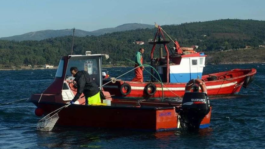 Los "rañeiros" en los bancos de libre marisqueo. // Noé Parga