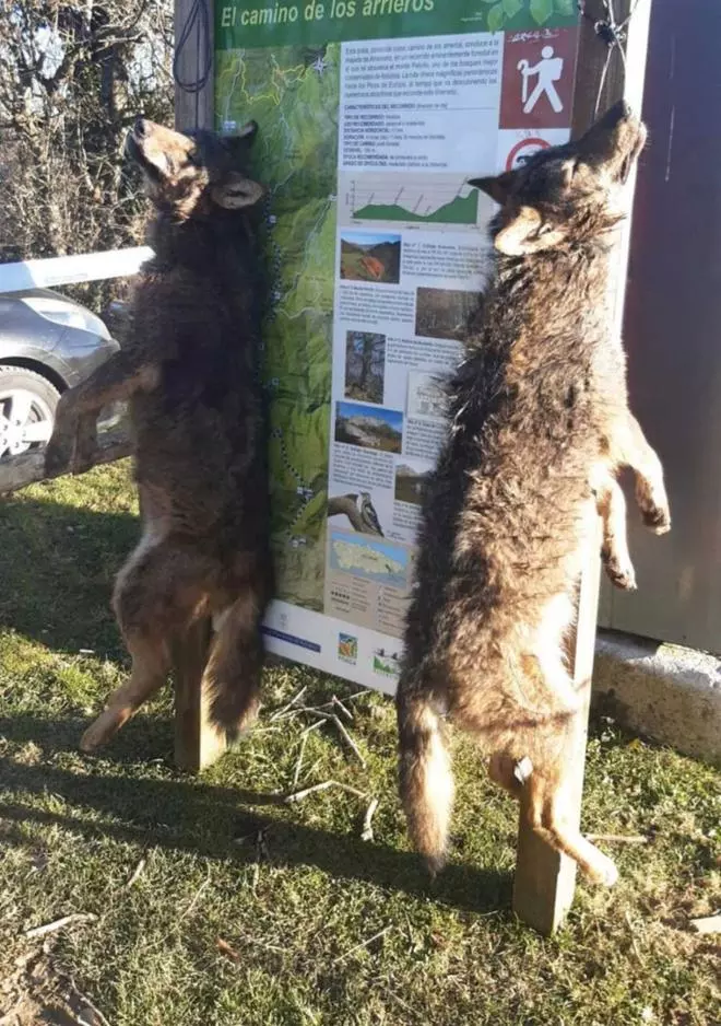 Macabro hallazgo en Ponga: cuelgan dos lobos muertos de un cartel