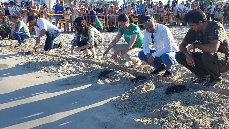 Liberadas al mar 68 tortugas nacidas en Mallorca el pasado verano