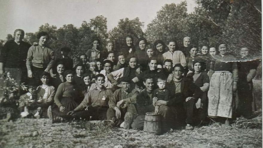 20 valientes formaron en 1949 la Cooperativa San Martín de Belchite, siendo una de las más antiguas de Aragón.
Desde entonces, mucho han cambiado y evolucionado las técnicas de recolección de las aceitunas y el proceso de elaboración del aceite.
| SERVICIO ESPECIAL