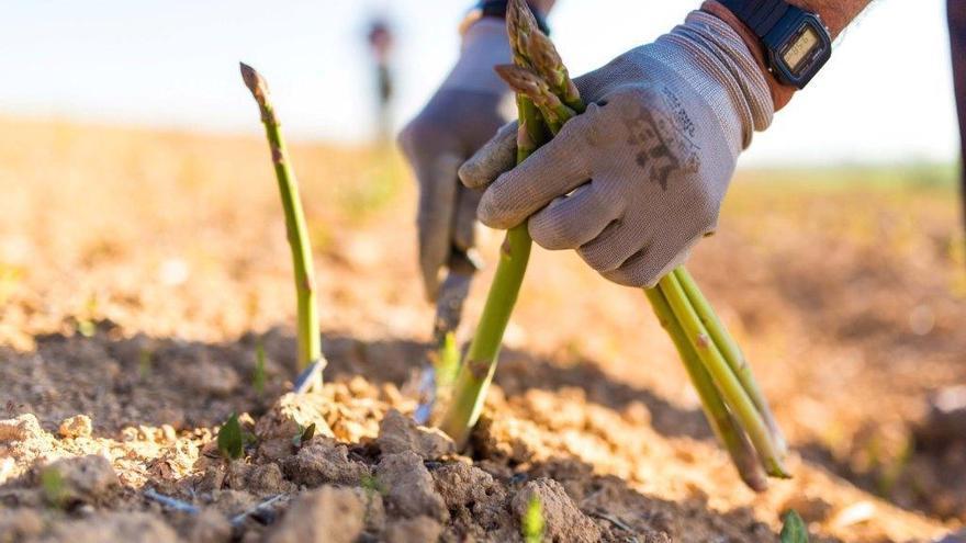 Mercadona comprará 1.000 toneladas de espárrago verde en Extremadura, Andalucía y Castilla-La Mancha