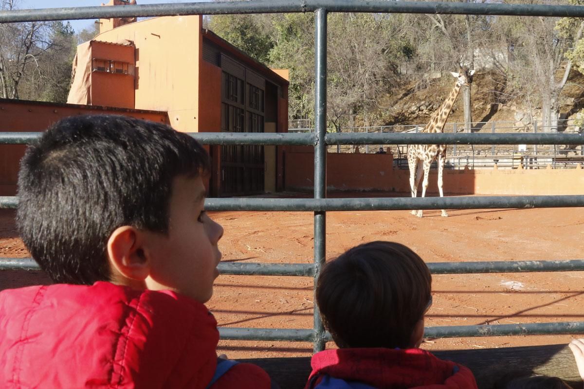 Bulería, la primera jirafa del Zoo de Córdoba