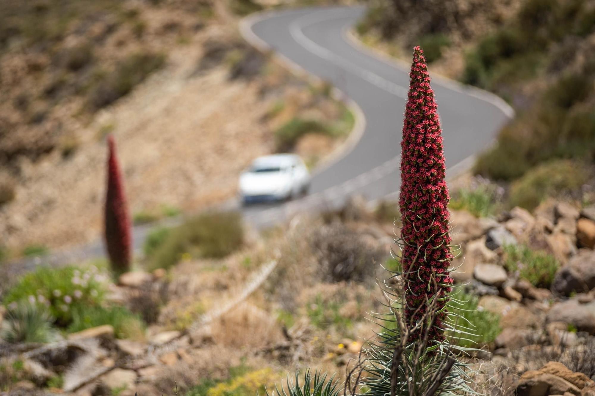 Tajinastes en Las Cañadas del Teide