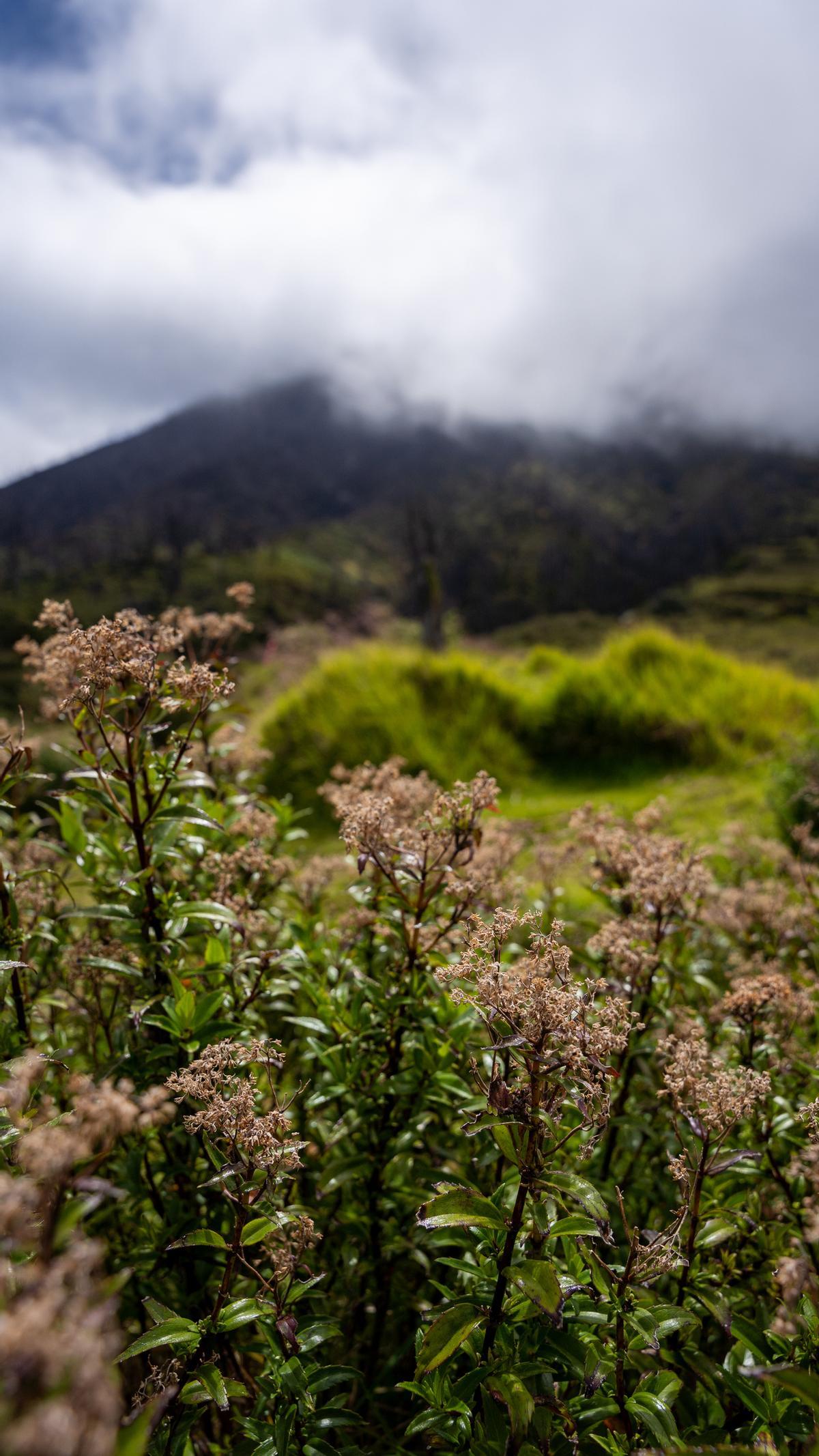 El volcán Turrialba está rodeado de vegetación