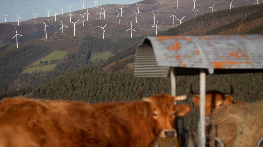 Varias vacas en una zona cercana a un parque eólico en Lugo. | Carlos Castro (Europa Press)