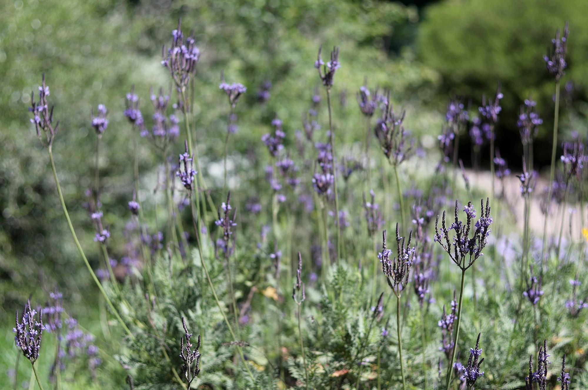 Las flores del Jardín Botánico en primavera