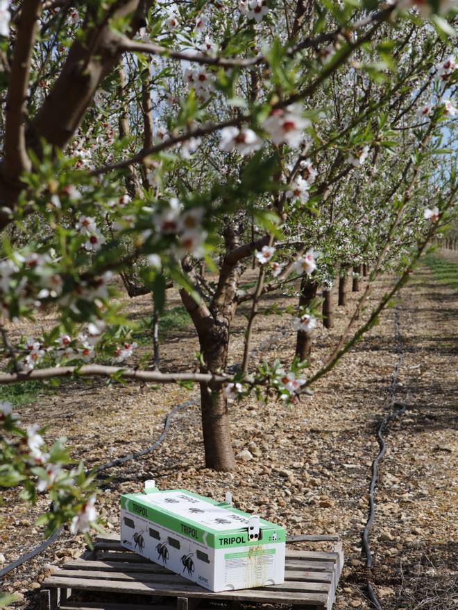 Die neue Mandelblüte und die alten Bienen