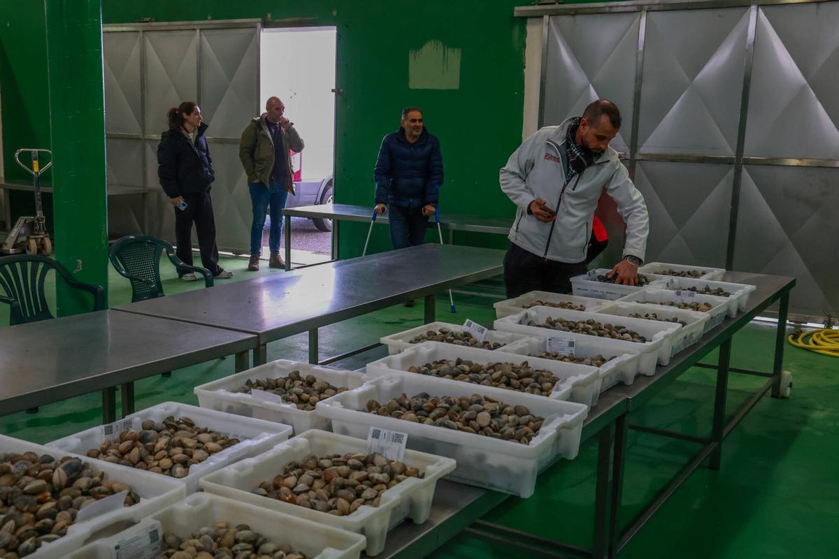 Una subasta de almeja en la lonja de Vilaxoán