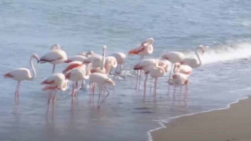 Los flamencos &#039;se mudan&#039; a la playa de la Misericordia