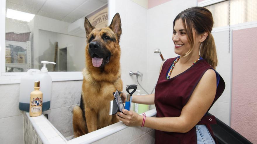 El perro cacereño Gazpacho pasa por la peluquería