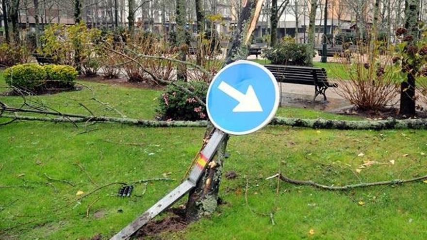 Un conductor ebrio derribó ayer un árbol en la plaza de Galicia.  // R. V.