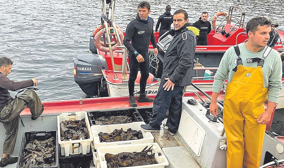 Semilla de erizo embarcada antes de la puesta en el mar.