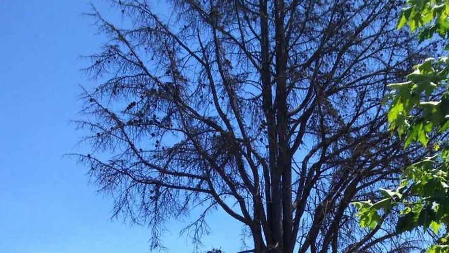 Estado actual del árbol, seco, en la Plaza del Concello. // G.N.