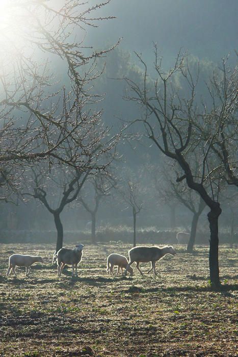 Ein virtueller Spaziergang durch Mallorcas Wälder