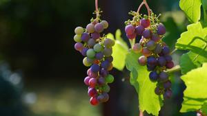 El vino es uno de los productos que puede extinguirse para mediados de siglo