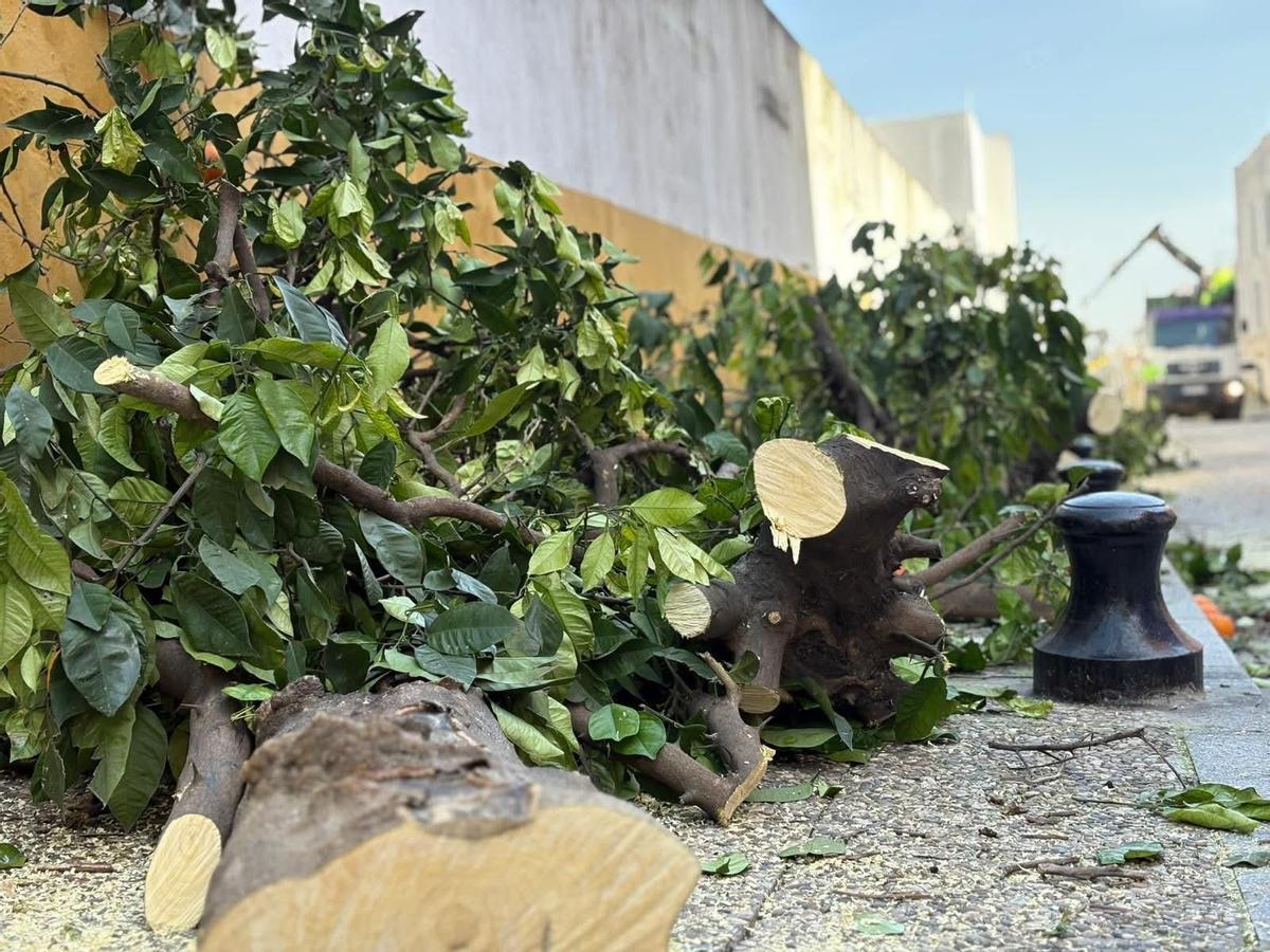 Tala de árboles en San Juan de Aznalfarache por una obra de Emasesa