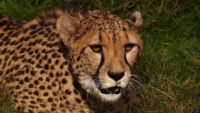 Dos hembras de guepardo se unen a la familia del Oasis Park Fuerteventura