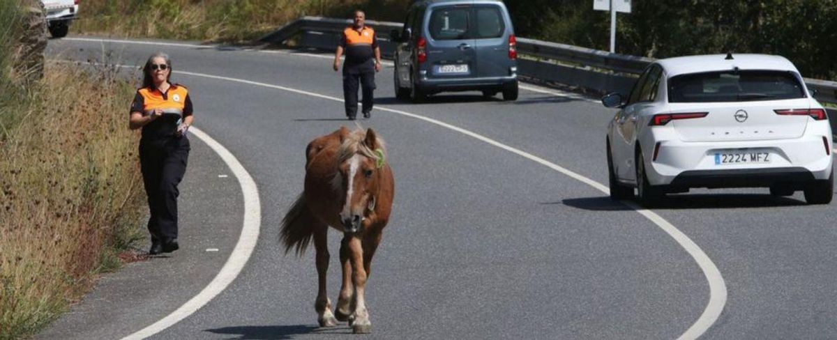 Voluntarios de Moaña, retirando uno de los animales. | FdV