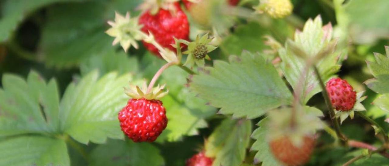 Candamo afronta su festival fresero confiando en que el calor impulse la producción