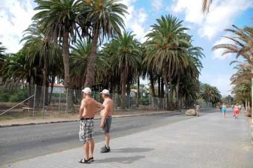 Mal estado de las Palmeras en el Oasis de Maspalomas y el Parque Tony Gallardo