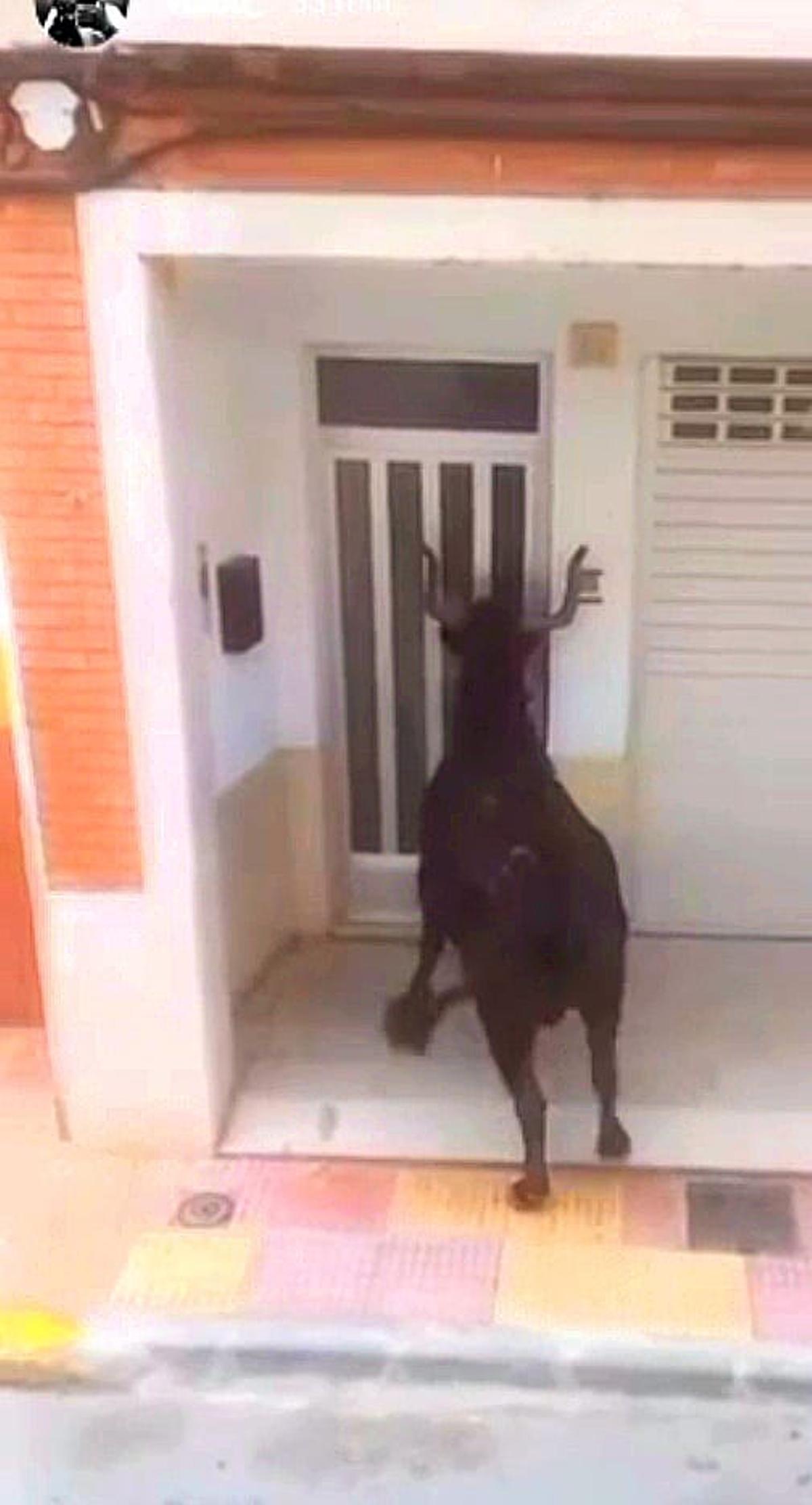 La res, ante la puerta, antes de golpearla.