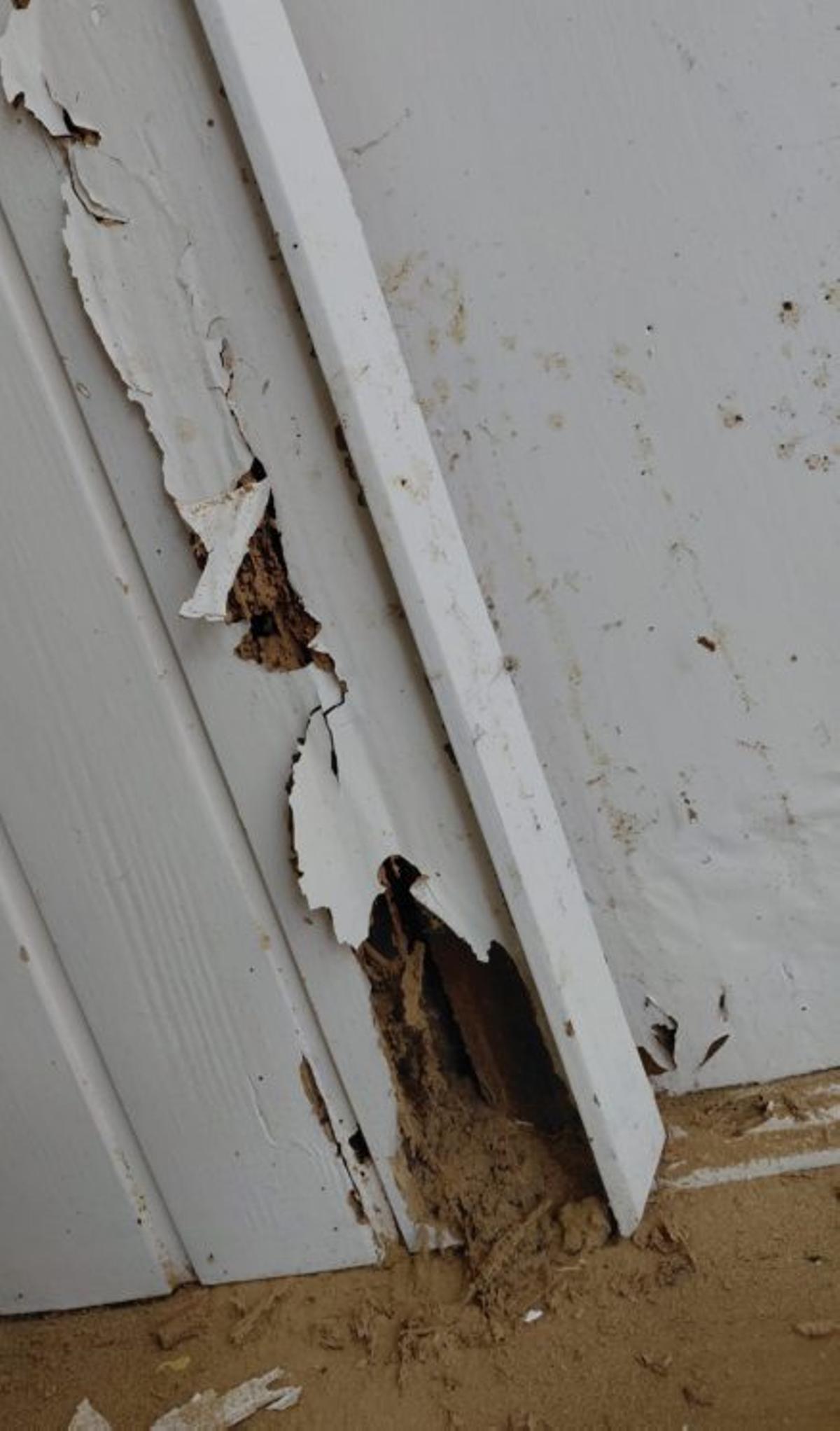 Pared de una vivienda infestada. | V. B.