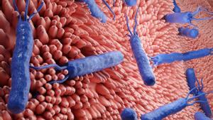 Recreación de la bacteria ‘Helicobacter pylori’ alojada en la mucosa que reviste el estómago